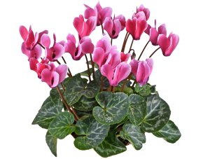 הנהגת הורים קרית טבעון