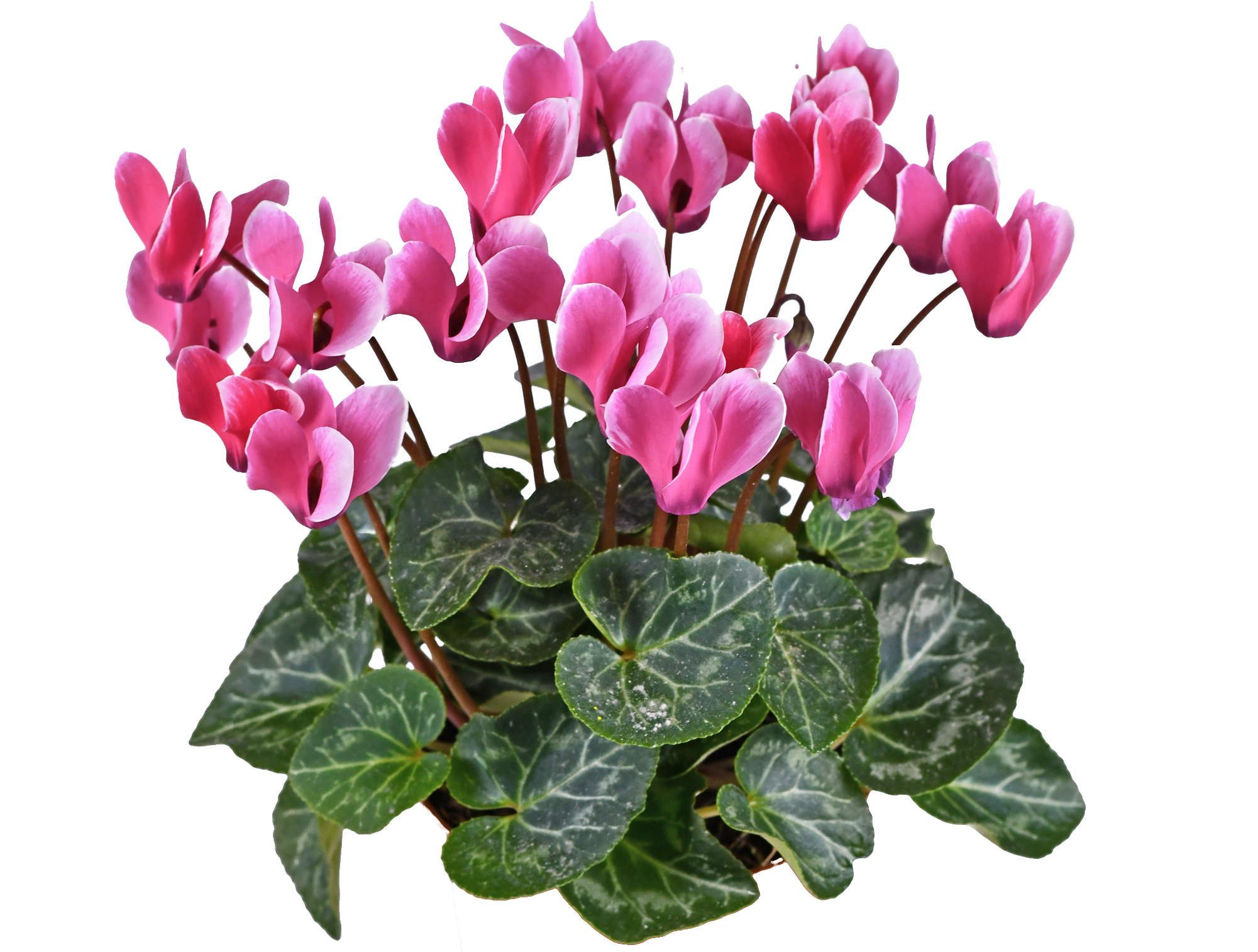 הנהגת הורים נרקיסים